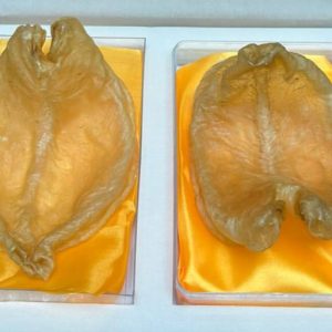 Fish Maw