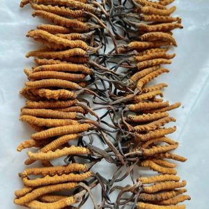 Cordyceps